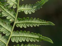 Pteridium aqulinum ssp. lutiusculum Augustas torp, 1.3 km NW Änglarp, Hässleholm, Skåne, Sweden 20180711_0301