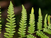 Pteridium aqulinum ssp. lutiusculum Augustas torp, 1.3 km NW Änglarp, Hässleholm, Skåne, Sweden 20180711_0303