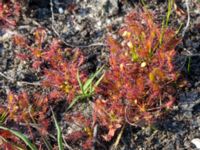 Drosera intermedia Skanörs ljung, Falsterbohalvön, Vellinge, Skåne, Sweden 20150823_0023