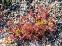 Drosera intermedia Skanörs ljung, Falsterbohalvön, Vellinge, Skåne, Sweden 20150823_0024