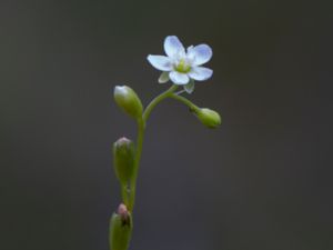 Drosera rotundifolia - Round-leaved Sundew - Rundsileshår