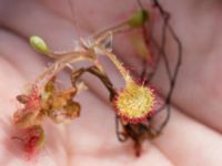 Drosera rotundifolia Långalts myr, Skånes Fagerhult, Örkelljunga, Skåne, Sweden 20160713_0041