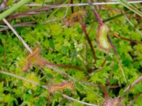 Drosera rotundifolia Pydden, Holmeja, Svedala, Skåne, Sweden 20160617_0113