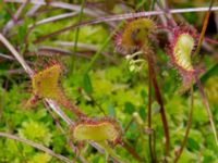 Drosera rotundifolia Pydden, Holmeja, Svedala, Skåne, Sweden 20160617_0114