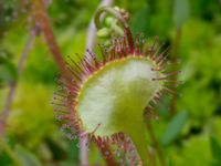 Drosera rotundifolia Pydden, Holmeja, Svedala, Skåne, Sweden 20160617_0115