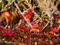 Drosera rotundifolia Traneröds mosse, Eslöv, Skåne, Sweden 20130615-320