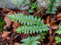 Polystichum aculeatum Havgårdsnäs, Hässleholm, Skåne, Sweden 20180826_0087