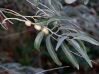 Elaeagnus angustifolia Helikopterplattan, Scaniaparken, Malmö, Skåne, Sweden 20180923_0020