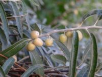 Elaeagnus angustifolia Helikopterplattan, Scaniaparken, Malmö, Skåne, Sweden 20180923_0024