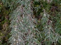 Elaeagnus angustifolia Lumabyvägen, Lomma, Skåne, Sweden 20180816_0007