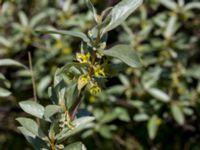 Elaeagnus commutata Terekudden, Bunkeflo strandängar, Malmö, Skåne, Sweden 20140517_0024