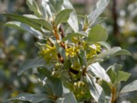 Elaeagnus commutata Ödetomterna, Bunkeflo strandängar, Malmö, Skåne, Sweden 20190528_0036