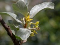 Elaeagnus commutata Ödetomterna, Bunkeflo strandängar, Malmö, Skåne, Sweden 20190528_0037