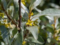 Elaeagnus commutata Ödetomterna, Bunkeflo strandängar, Malmö, Skåne, Sweden 20190528_0038