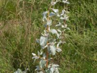 Elaeagnus commutata Österleden, Bjärred, Lomma, Skåne, Sweden 20160711_0056