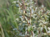 Elaeagnus commutata Gessie villastad, Vellinge, Skåne, Sweden 20150621_0075