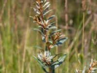 Hippophae rhamnoides Ollebo, Malmö, Skåne, Sweden 20180721_0040