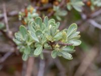 Hippophae rhamnoides Ollebo, Malmö, Skåne, Sweden 20190428_0027