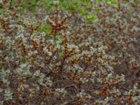 Hippophae rhamnoides Ollebo, Malmö, Skåne, Sweden 20190428_0028