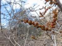 Hippophae rhamnoides Rivulet Southern Stepantsminda, Mtskheta-Mtianeti, Georgia 20180424_3555