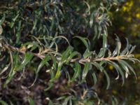 Hippophae rhamnoides Valenciagatan, Malmö, Skåne, Sweden 20190907_0040