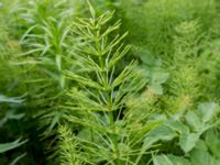 Equisetum arvense Anchor Point, Homer, Alaska, USA 20140617_1604