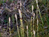 Equisetum arvense Toarpsdammen, Toarp, Malmö, Skåne, Sweden 20220504_0017