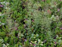 Equisetum arvense ssp. arvense Abisko turiststation, Kiruna, Torne lappmark, Lappland, Sweden 20150707_0873