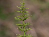 Equisetum arvense ssp. arvense Byåsabacken, Ramsåsa, Tomelilla, Skåne, Sweden 20170506_0017