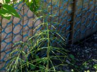 Equisetum arvense ssp. arvense Ulricedal, Malmö, Skåne, Sweden 20190617_0120