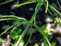 Equisetum arvense ssp. arvense Ulricedal, Malmö, Skåne, Sweden 20190617_0121