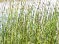 Equisetum fluviatile 380 m ENE Kärragården, Ystad, Skåne, Sweden 20180715_0058