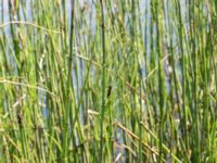 Equisetum fluviatile 380 m ENE Kärragården, Ystad, Skåne, Sweden 20180715_0059