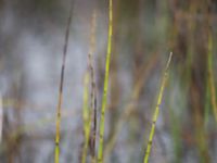 Equisetum fluviatile Damm Berga, Helsingborg, Skåne, Sweden 20161105_0015