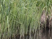 Equisetum fluviatile Fuktängen, Toarp, Malmö, Skåne, Sweden 20240525_147