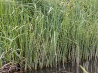 Equisetum fluviatile Fuktängen, Toarp, Malmö, Skåne, Sweden 20240525_149