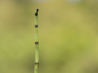 Equisetum fluviatile Hunneröds mosse, Skurup, Skåne, Sweden 20170713_0114