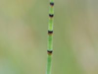 Equisetum fluviatile Hunneröds mosse, Svedala, Skåne, Malmö, Skåne, Sweden 20120710 004