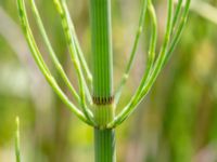 Equisetum fluviatile Toarpsdammen, Malmö, Skåne, Sweden 20190621_0084