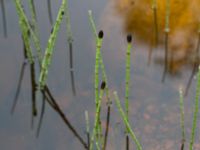 Equisetum fluviatile Vouskonjänkävägen, Kiruna, Torne lappmark, Lappland, Sweden 20150707_0865