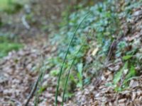 Equisetum hyemale Trollemölla, Degeberga, Kristianstad, Skåne, Sweden 20160827_0017