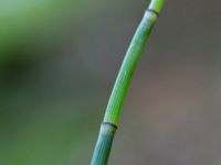 Equisetum hyemale Trollemölla, Degeberga, Kristianstad, Skåne, Sweden 20160827_0019