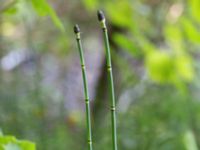 Equisetum hyemale Trollemölla, Degeberga, Kristianstad, Skåne, Sweden 20160827_0020