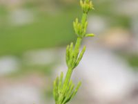 Equisetum palustre Simris strandmark, Simrishamn, Skåne, Sweden 20240606_0160