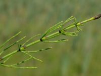 Equisetum palustre Toarpsdammen, Malmö, Skåne, Sweden 20190621_0202