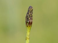 Equisetum palustre Toarpsdammen, Malmö, Skåne, Sweden 20190621_0204