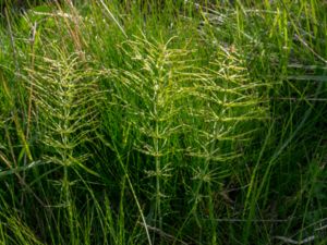 Equisetum pratense - Shady Horsetail - Ängsfräken