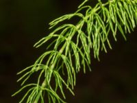 Equisetum pratense Drottningtorp, V Ljungby, Kristianstad, Skåne, Sweden 20190501_0177