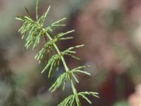 Equisetum pratense Hult, Asige, Falkenberg 19800407_21