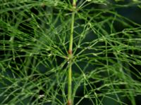 Equisetum sylvaticum Gunnilsetippen, Angered, Göteborg, Västergötland, Sweden 20190716_0475